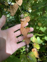 Dioscorea polystachya