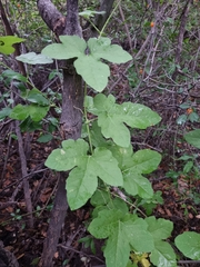 Passiflora bryonioides
