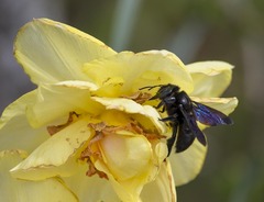 Xylocopa