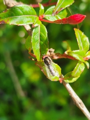 Platycheirus chalconota