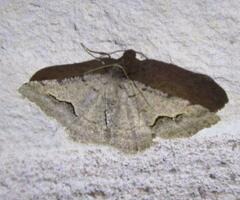 Frederickia s-signata