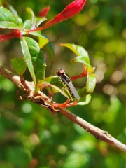 Platycheirus chalconota