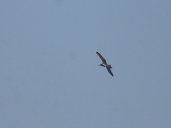 Larus fuscus