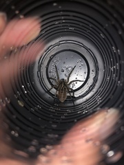 Lycosidae
