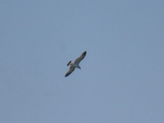 Larus fuscus