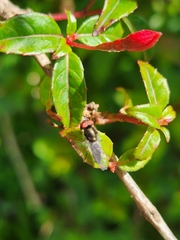 Platycheirus chalconota