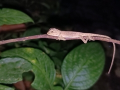 Calotes emma
