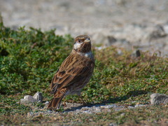 Emberiza leucocephalos