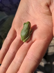Hyla gratiosa