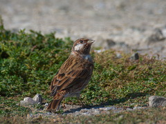 Emberiza leucocephalos
