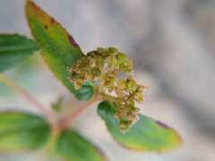 Euphorbia ophthalmica