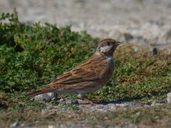Emberiza leucocephalos
