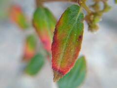 Euphorbia ophthalmica