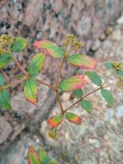Euphorbia ophthalmica