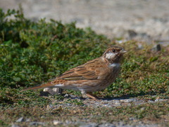 Emberiza leucocephalos