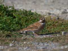 Emberiza leucocephalos