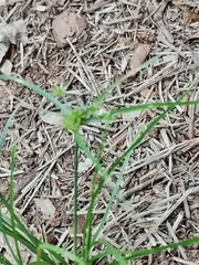 Cyperus croceus