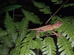 Acanthosaura lepidogaster