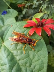 Polistes comanchus