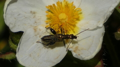 Oedemera flavipes