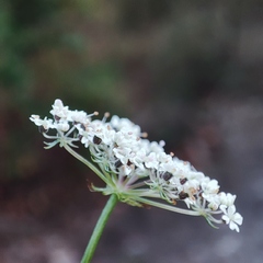 Conopodium