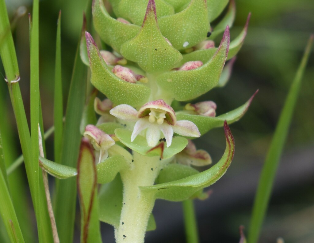 Satyrium retusum