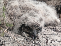 Bubo africanus africanus