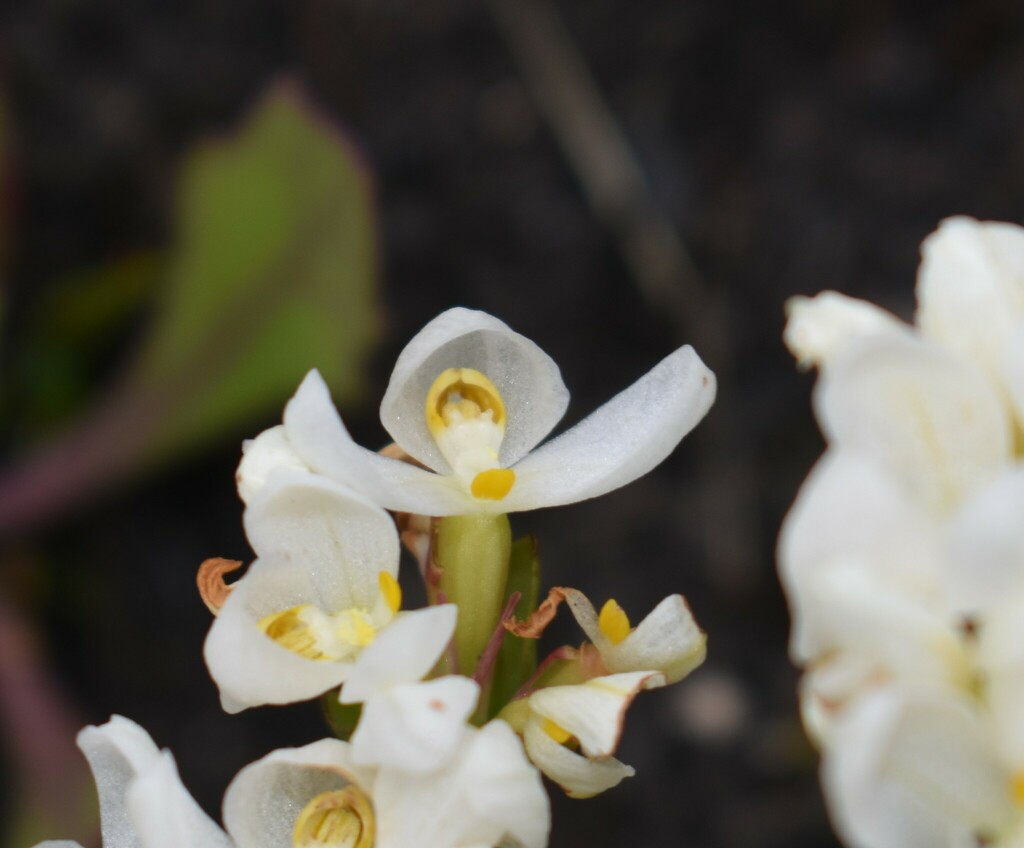 Disa richardiana