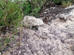 Bubo africanus africanus