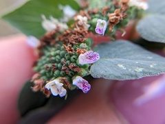 Pycnanthemum muticum