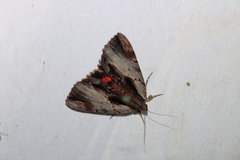 Catocala ultronia