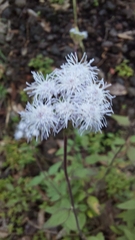 Ageratum