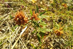 Trifolium lupinaster