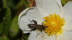 Oedemera flavipes