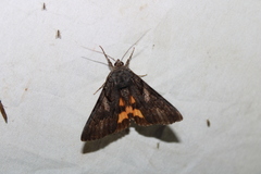 Catocala antinympha