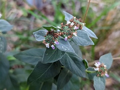 Pycnanthemum muticum