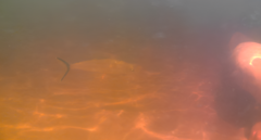 Hemiodus immaculatus