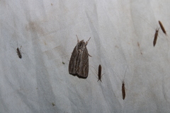 Acronicta lithospila