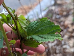 Eurybia divaricata
