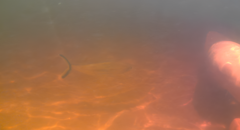 Hemiodus immaculatus