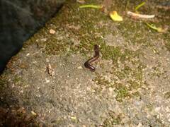 Diplopoda