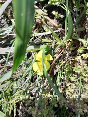 Moraea fugacissima