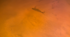Characiformes