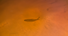 Characiformes