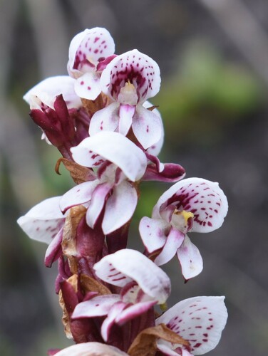 Image of Disa tenuicornis by (c) Justin Ponder, some rights reserved (CC BY)
