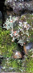 Cladonia bellidiflora