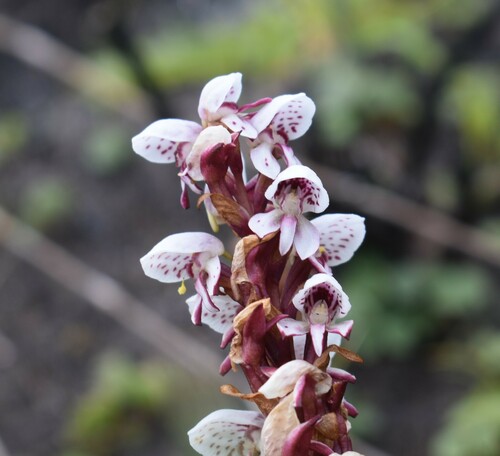 Image of Disa tenuicornis by (c) Justin Ponder, some rights reserved (CC BY)