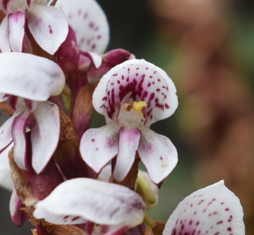 Image of Peat Disa by (c) Justin Ponder, some rights reserved (CC BY)