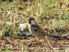 Passer hispaniolensis