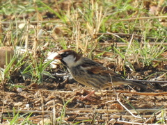Passer hispaniolensis